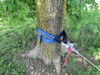 Bulldog Winch tree saver strap wrapped around trunk of a tree.
