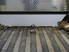 2023 gmc sierra 3500 gooseneck hitch curt below the bed pop-in ball custom underbed oem-style trailer - 32 500 lbs