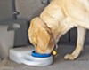 PortablePet Waterboy travel water dish with dog drinking from it.