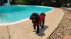 Valterra Small Dog Life Jacket - 15" to 19" Girth - Up to 18 lbs customer photo