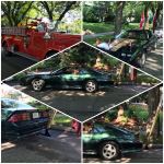 Review image number 1 submitted by Peter J. Derrick    Canada
