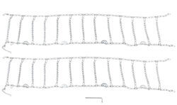 Titan Chain Snow Tire Chains w Cams - Ladder Pattern - V Bar Links - Assisted Tensioning - 1 Pair - TC2819CAM